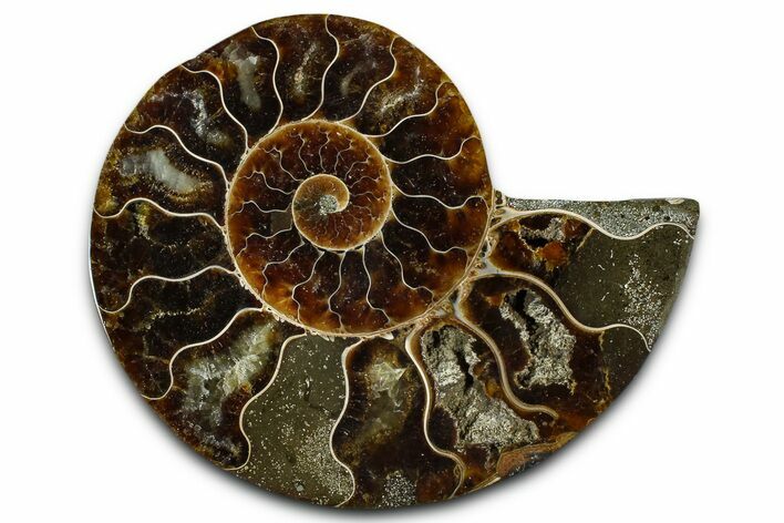 Cut & Polished Ammonite Fossil (Half) - Madagascar #364886